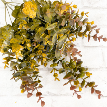 Fall Eucalyptus