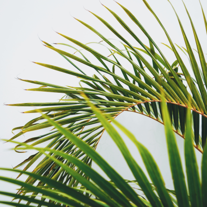 Greenery
