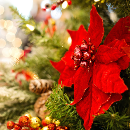 Poinsettias