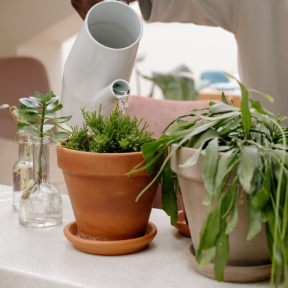 Pots and Planters