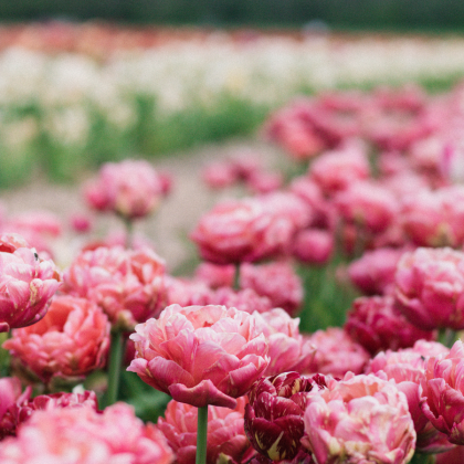 Summer Flowers