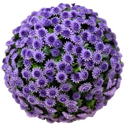 16" UV Lavender Topiary Mum Balls