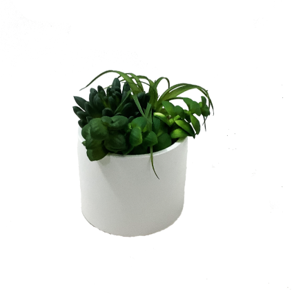 4.5" Succulent in Whitewash Pot