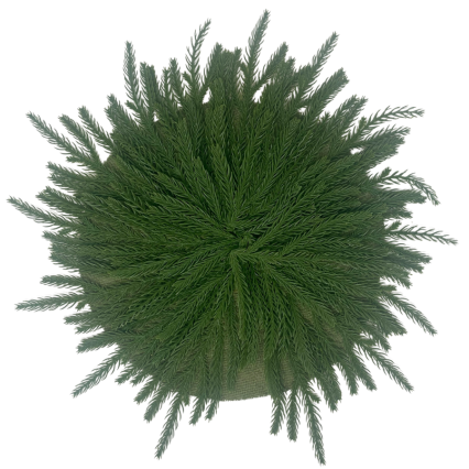 Soft-Touch Norfolk Pine Placeholder