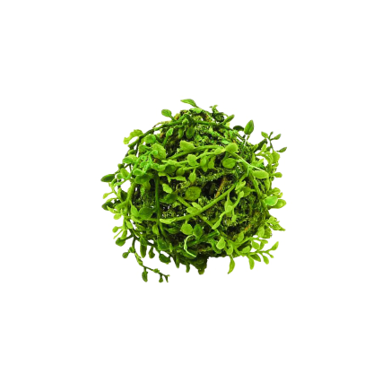 4" Moss Ball