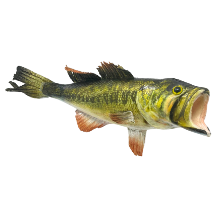 19" Large Mouth Bass Fish Decor
