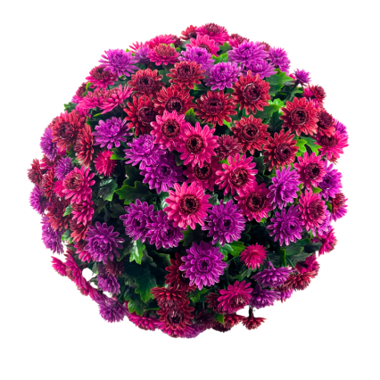 12" UV Mum Topiary Ball - Burgundy/ Purple