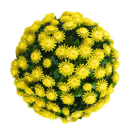 12" UV Mum Topiary Ball - Yellow