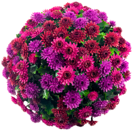 16" UV Mum Topiary Ball - Burgundy/ Purple