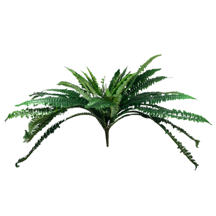 45" Boston Fern Bush