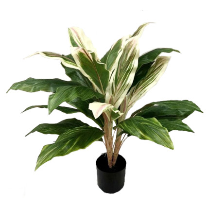 Cordyline Potted Plant