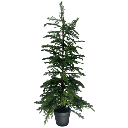 48" Norfolk Green Pine Tree In Pot Set
