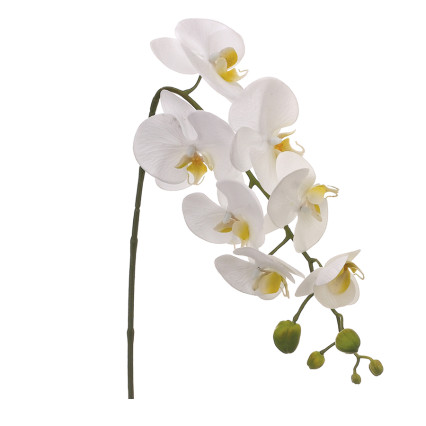 28.5" Phalaenopsis Spray-White