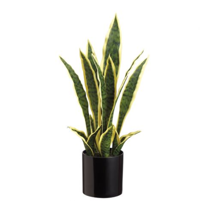 19" Sansevieria Snake Plant in Pot