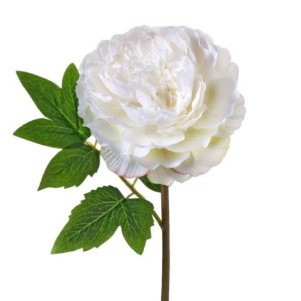12" Cut Peony Stem - White