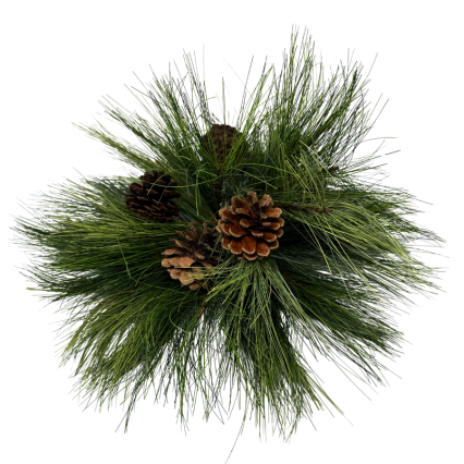 Long Needle Pine Orb with Cones