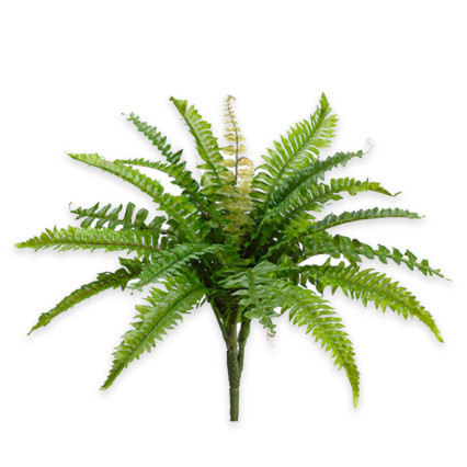 16" Boston Fern Bush