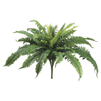 22" Boston Fern Bush