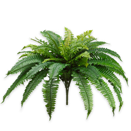 25" Boston Fern Bush