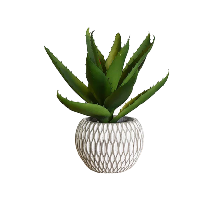 11" Succulent in Stone Pot
