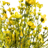 20" Yellow Forget Me Not Bush