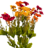 21" Fall Zinnia Bush