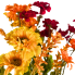 21" Fall Zinnia Bush