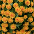 12" UV Mum Topiary Ball - Orange