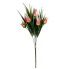 17" Miniature Wild Tulip Bush- Light Pink