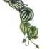 21.5" Watermelon Peperomia Hanging Bush