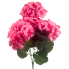 18" Geranium Bush - Pink