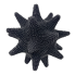 6" Beaded Sunflower Sea Star - Black