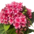 8" Kalanchoe Bush - Pink