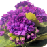 8" Kalanchoe Bush - Purple