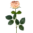 30" Cabbage Rose Stem - Blush Pink