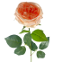 30" Cabbage Rose Stem - Blush Pink