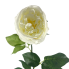30" Cabbage Rose Stem - Cream