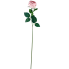 30" Cabbage Rose Stem - Pink