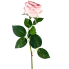 30" Cabbage Rose Stem - Pink