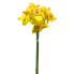16" Daffodil Bundle -Yellow