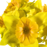 16" Daffodil Bundle -Yellow