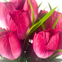 19" Tulip Bush - Fuchsia
