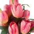 19" Tulip Bush - Pink