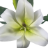 14" Casablanca Lily Stem - White