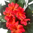25" UV Impatiens Hanging Bush - Coral