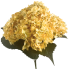 19" Faded Orange Hydrangea Bush
