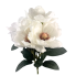 19" Magnolia Bush