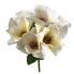17" Chinese Magnolia Bush