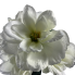 22" Magnolia Bush- White