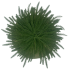 Soft-Touch Norfolk Pine Placeholder